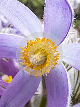 Macro shot of Bell-shaped, purple flower of Eastern pasqueflower or cutleaf anemone Pulsatilla patens in early spring