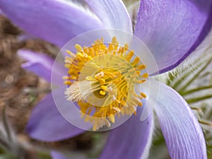 Macro shot of Bell-shaped, purple flower of Eastern pasqueflower or cutleaf anemone Pulsatilla patens in early spring