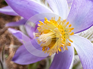 Macro shot of Bell-shaped, purple flower of Eastern pasqueflower or cutleaf anemone Pulsatilla patens in early spring