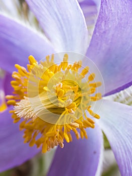 Macro shot of Bell-shaped, purple flower of Eastern pasqueflower or cutleaf anemone Pulsatilla patens in early spring