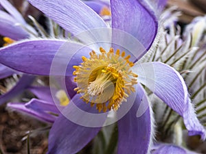 Macro shot of Bell-shaped, purple flower of Eastern pasqueflower or cutleaf anemone Pulsatilla patens in early spring