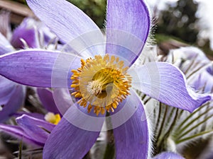 Macro shot of Bell-shaped, purple flower of Eastern pasqueflower or cutleaf anemone Pulsatilla patens in early spring