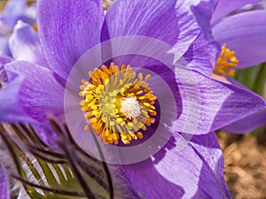 Macro shot of Bell-shaped, purple flower of Eastern pasqueflower or cutleaf anemone Pulsatilla patens in early spring