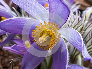 Macro shot of Bell-shaped, purple flower of Eastern pasqueflower or cutleaf anemone Pulsatilla patens in early spring