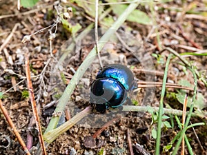 Macro shot of beutiful Dor beetle or spring dor beetle Trypocopris vernalis, dull black in colour with a variable blue and green