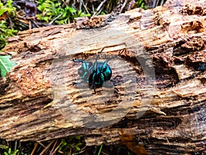 Macro shot of beutiful Dor beetle or spring dor beetle Trypocopris vernalis var. autumnalis Heer, dull black in colour with a