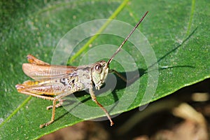 Macro shot of big green Grasshopper. Grasshopper is sitting on the fresh leaf.
