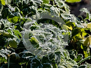 Macro shot of big ice crystals of white early morning frost on green leaves of plants in the end of autumn and early winter in