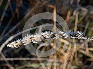 Macro shot of big ice crystals of white early morning frost on plants in the end of autumn and early winter in bright sunlight