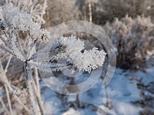 Macro shot of big ice crystals of white early morning frost on plants in winter in bright sunlight. Ice covered plants