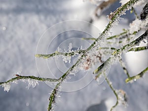 Macro shot of big ice crystals of white early morning frost on plants in winter in bright sunlight. Ice covered plants