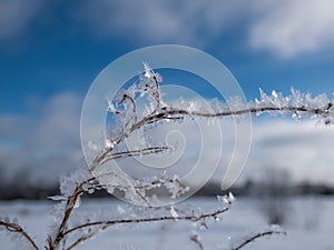 Macro shot of big ice crystals of white early morning frost on plants in winter in bright sunlight. Ice covered plants
