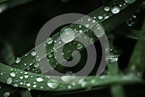 Macro shot of big water drops on green leaves after the rain. Selective focus. Big droplet of morning dew on the grass. Drops of