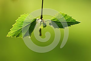 Macro shot of birch leaf