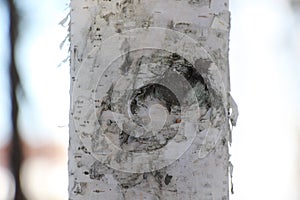 Macro shot of the birch trunk / Black and white tree bark