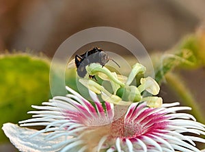 Macro shot of a black bee pollinating a beautiful white pink flower
