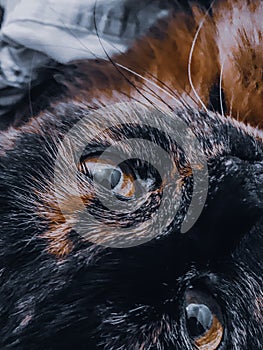 Macro shot of black and brown cat eye