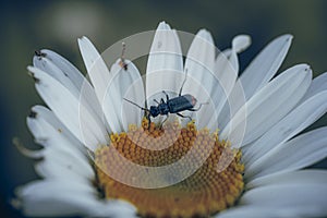 Macro shot of a black bug pollinating the Oxeye daisy flower
