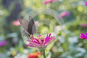 Macro shot, a black butterfly on a small red flower