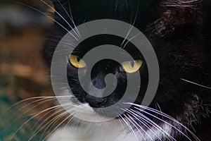 Macro shot of a black cat's face with long whiskers