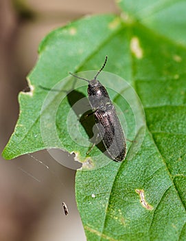 Macro shot of a black click beetle on a green leaf