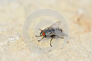 Macro shot of a black fly