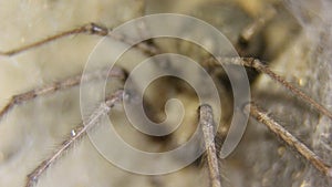 Macro shot of a black venomous spider