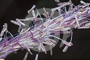 Macro shot of the blady asian grass flower.