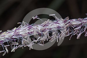 Macro shot of the blady asian grass flower.