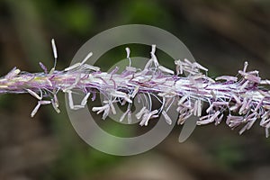 Macro shot of the blady asian grass flower.