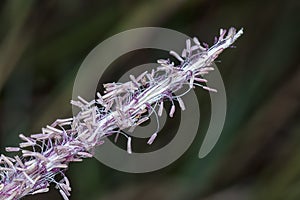 Macro shot of the blady asian grass flower.