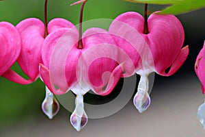 Macro shot of bleeding hearts