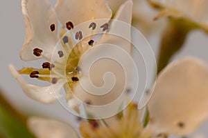 Macro shot of blooming pear tree flowers