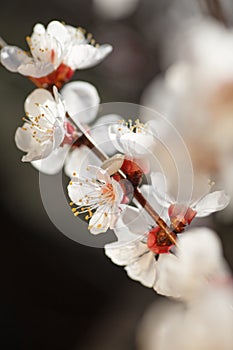 Macro shot blooming pink apricot flowers on tree branch