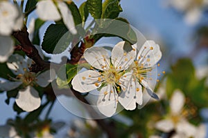 Macro shot of blooming in spring flowers of plum tree