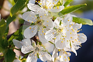 Macro shot of blooming in spring flowers of plum tree