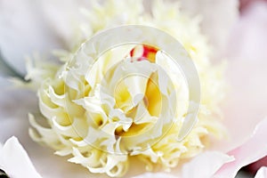 Macro shot of blooming white peony stamens.