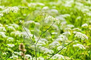 Macro shot of blooming white Pimpinella Saxifraga flower plant