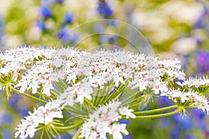 Macro shot of blooming white Pimpinella Saxifraga flower plant