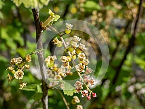 Macro shot of blooming yellow-green flowers of Redcurrants Ribes rubrum and small maturing berries on a branch of a bush. Home