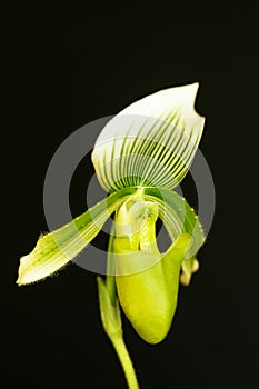 Macro shot of an blossom white orchid flower Phalaenopsis with black background