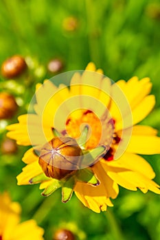 Macro shot of the blossomed, beautiful yellow Daisy flowers