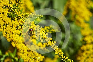 Macro shot of a blowfly Calliphoridae sitting on a goldenrod Solidago