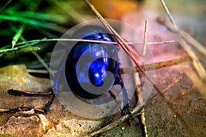 Macro shot of a blue bug