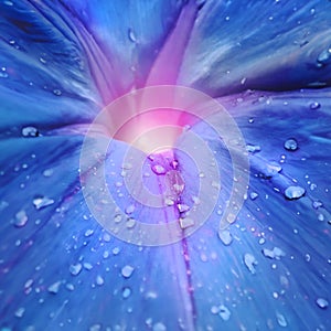 Macro Shot of Blue Flower with Raindrops and Pink Center