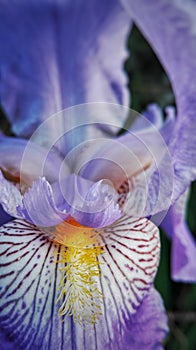 Macro shot of blue iris