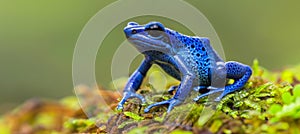 Macro shot of blue poison dart frog dendrobates tinctorius azureus on green moss