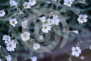 Macro shot of Boreal chickweed flowers Cerastium biebersteini photo