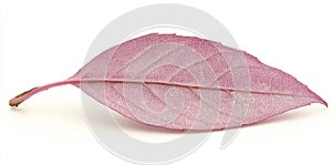 Macro Shot of a Bougainvillea Petal on a White Background photo