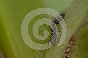 Macro shot of brachymyrmex ants on a green plant